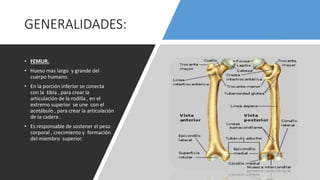 GENERALIDADES:
• FEMUR.
• Hueso mas largo y grande del
cuerpo humano.
• En la porción inferior se conecta
con la tibia , para crear la
articulación de la rodilla , en el
extremo superior se une con el
acetábulo , para crear la articulación
de la cadera .
• Es responsable de sostener el peso
corporal , crecimiento y formación
del miembro superior.
 