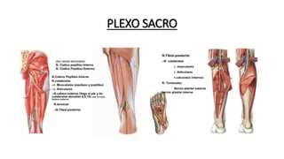 PLEXO SACRO
 