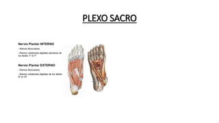 PLEXO SACRO
 