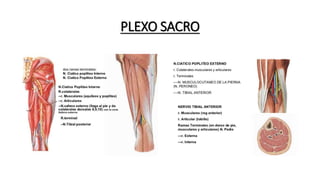 PLEXO SACRO
 