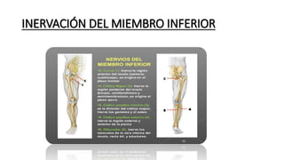 INERVACIÓN DEL MIEMBRO INFERIOR
 