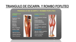 TRIANGULO DE ESCARPA Y ROMBO POPLITEO
 
