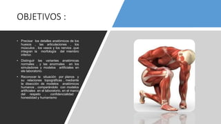 OBJETIVOS :
• Precisar los detalles anatómicos de los
huesos , las articulaciones , los
músculos , los vasos y los nervios ,que
integran la morfología del miembro
inferior.
• Distinguir las variantes anatómicas
normales , y las anormales en los
simuladores y modelos artificiales en
ele laboratorio.
• Reconocer la situación por planos y
su relaciones topográficas , mediante
la disección de modelos anatómicos
humanos , comparándolo con modelos
artificiales en el laboratorio, en el marco
del respeto , confidencialidad ,
honestidad y humanismo
 
