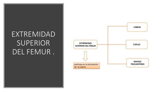 EXTREMIDAD
SUPERIOR
DEL FEMUR .
 