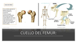 CUELLO DEL FEMUR:
 
