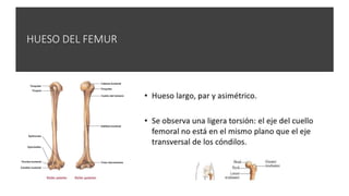 HUESO DEL FEMUR
 