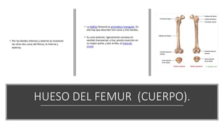 HUESO DEL FEMUR (CUERPO).
 