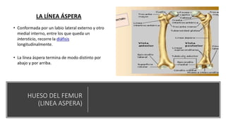 HUESO DEL FEMUR
(LINEA ASPERA)
 