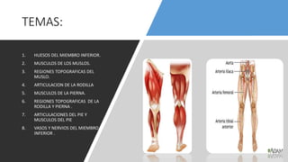 TEMAS:
1. HUESOS DEL MIEMBRO INFERIOR.
2. MUSCULOS DE LOS MUSLOS.
3. REGIONES TOPOGRAFICAS DEL
MUSLO.
4. ARTICULACION DE LA RODILLA
5. MUSCULOS DE LA PIERNA.
6. REGIONES TOPOGRAFICAS DE LA
RODILLA Y PIERNA .
7. ARTICULACIONES DEL PIE Y
MUSCULOS DEL PIE
8. VASOS Y NERVIOS DEL MIEMBRO
INFERIOR .
 