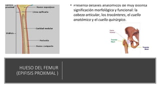 HUESO DEL FEMUR
(EPIFISIS PROXIMAL )
 