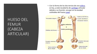 HUESO DEL
FEMUR
(CABEZA
ARTICULAR)
 