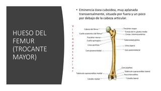 HUESO DEL
FEMUR
(TROCANTE
MAYOR)
 