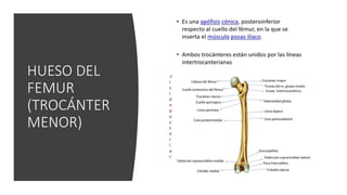 HUESO DEL
FEMUR
(TROCÁNTER
MENOR)
 