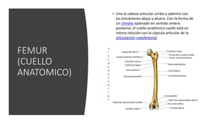 FEMUR
(CUELLO
ANATOMICO)
 