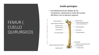 FEMUR (
CUELLO
QUIRURGICO)
 