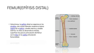 FEMUR(EPÍFISIS DISTAL)
 