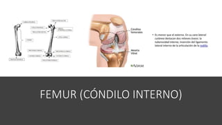 FEMUR (CÓNDILO INTERNO)
 