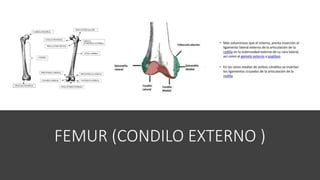 FEMUR (CONDILO EXTERNO )
 