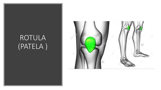 ROTULA
(PATELA )
 