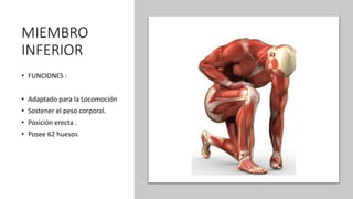 MIEMBRO
INFERIOR
• FUNCIONES :
• Adaptado para la Locomoción
• Sostener el peso corporal.
• Posición erecta .
• Posee 62 huesos
 