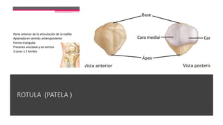 ROTULA (PATELA )
 