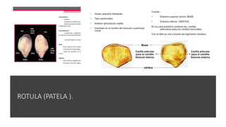 ROTULA (PATELA ).
 