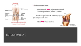 ROTULA (PATELA ).
 