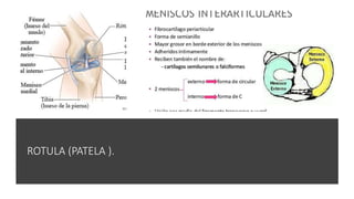 ROTULA (PATELA ).
 