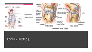 ROTULA (PATELA ).
 