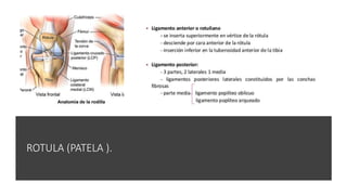 ROTULA (PATELA ).
 