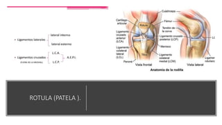 ROTULA (PATELA ).
 