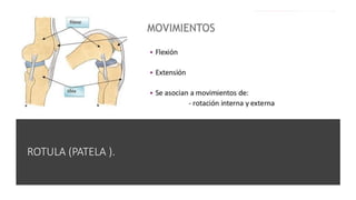 ROTULA (PATELA ).
 