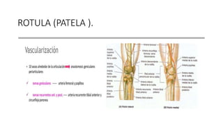 ROTULA (PATELA ).
 