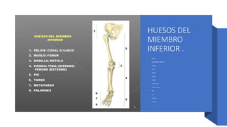 HUESOS DEL
MIEMBRO
INFERIOR .
• PELVIS :
• Hueso Coxales o (Iliacos ).
• MUSLO :
• Femur.
• PATELA :
• (Rotula).
• PIERNA :
• Tibia (interna).
• Fibula ( perone).
• PIE:
• Tarso
• Metatarso.
• Falanges.
 