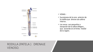 RODILLA (PATELA ) DRENAJE
VENOSO.
• VENAS :
• Sucutaneas de la cara anterior de
la rodilla que drenan ala safena
interna .
• Las venas son pequeñas a
excepción de la safena Magna ,
que asciende en el limite medial
de la región.
 