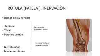 ROTULA (PATELA ). INERVACIÓN
• Ramos de los nervios:
• Femoral
• Tibial
• Peroneo común
• N. Obturador.
• N:safeno cutáneo
Cara anterior ,
posterior y lateral
Ramos articulares
para cara medial
 