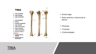 TIBIA
• Hueso largo
• Parte anterior e interna de la
pierna .
• Presenta :
• 1 Cuerpo.
• 2 Extremidades
 