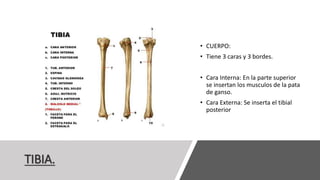 TIBIA.
• CUERPO:
• Tiene 3 caras y 3 bordes.
• Cara Interna: En la parte superior
se insertan los musculos de la pata
de ganso.
• Cara Externa: Se inserta el tibial
posterior
 