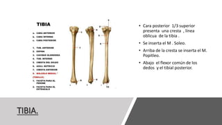 TIBIA.
• Cara posterior 1/3 superior
presenta una cresta , línea
oblicua de la tibia .
• Se inserta el M . Soleo.
• Arriba de la cresta se inserta el M.
Popitleo.
• Abajo el flexor común de los
dedos y el tibial posterior.
 
