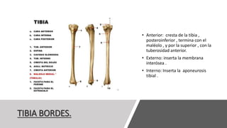 TIBIA BORDES.
• Anterior: cresta de la tibia ,
posteroinferior , termina con el
maléolo , y por la superior , con la
tuberosidad anterior.
• Externo: inserta la membrana
interósea .
• Interno: Inserta la aponeurosis
tibial .
 