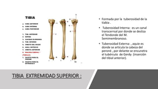 TIBIA EXTREMIDAD SUPERIOR :
• Formada por la tuberosidad de la
tiabia .
• Tuberosidad Interna: es un canal
transcerrsal por donde se desliza
el Tendonde del M.
Semimembranoso.
• Tuberosidad Externa: , aquie es
donde se articula la cabeza del
peroné , por delante se encunetra
el tubérculo de Gerdy (inserción
del tibial anterior).
 