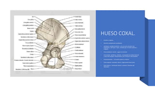 HUESO COXAL.
• Grande e irregular .
• Estrecho medialmente (acetábulo).
• Acetabulo: cavidad emisferica , con una zona articular mas
importante , del hueso coxal., Limitada por un borde saliente o
irregular.
• Fosa acetabular: central , rugosa no articular.
• Cara lunada: periferica , articular , corresponde ala cabeza femoral
y esta interrumpida inferiormente por la incisura del acetábulo.
• Ensanchamiento: en la parte superior e inferior .
• Parte superior: orientado lateral y ligeramente hacia atrás.
• Parte inferior: orientación lateral y anterior (foramen del
obturador.
 