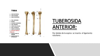 TUBEROSIDA
ANTERIOR:
Por delate de la espina se inserta el ligamento
rotuliano .
 
