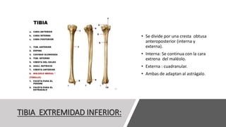 TIBIA EXTREMIDAD INFERIOR:
• Se divide por una cresta obtusa
anteroposterior (interna y
externa).
• Interna: Se continua con la cara
extrena del maléolo.
• Externa : cuadranular.
• Ambas de adaptan al astrágalo.
 