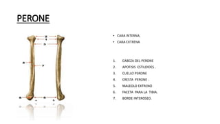 PERONE
• CARA INTERNA.
• CARA EXTRENA
1. CABEZA DEL PERONE
2. APOFISIS ESTILOIDES .
3. CUELLO PERONE
4. CRESTA PERONE .
5. MALEOLO EXTRENO
6. FACETA PARA LA TIBIA.
7. BORDE INTEROSEO.
 