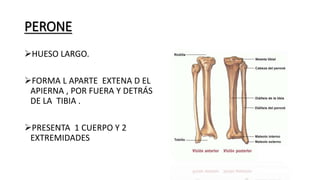 PERONE
HUESO LARGO.
FORMA L APARTE EXTENA D EL
APIERNA , POR FUERA Y DETRÁS
DE LA TIBIA .
PRESENTA 1 CUERPO Y 2
EXTREMIDADES
 