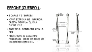 PERONE (CUERPO ) .
• 3 CARAS Y 3 BORDES
• CARA EXTRENA 1/3 INFERIOR .
CRESTA OBLICUA QUE LA
DIVIDE EN 2 .
• ANTERIOR: CONTACTO CON LA
PIEL .
• POSTERIOR: se encuentra
relacionada con lo tendones de
los peroneos laterales .
 