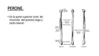 PERONE.
• En la parte superior sirve de
inserción del proneo largo y
corto lateral .
 
