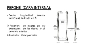 PERONE (CARA INTERNA).
• Cresta longitudinal (cresta
interósea) la divide en 2:
 Anterior: se inserta en los
extensores de los dedos y el
peroneo anterior .
Posterior: tibial posterior.
 