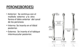 PERONE(BORDES)
• Anterior: Se continua con el
maléolo externo y la otra
forma el labio anterior del canal
de los peroneos
• Interno: Se inserta en el tibial
posterior.
• Externo: Se inserta el el tabique
intermuscular posterior.
 
